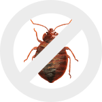 Уничтожение клопов в Бресте