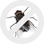 мухи dez-expert.by