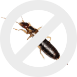 двухвостки dez-expert.by